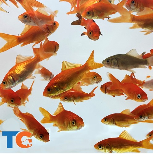 Feeder common goldfish - feeder,