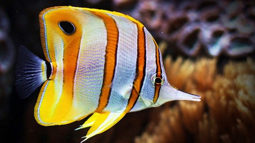 Copperband butterflyfish live - butterflyfish,