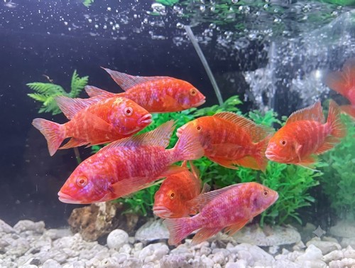 Pack super red albino - 2-pack,