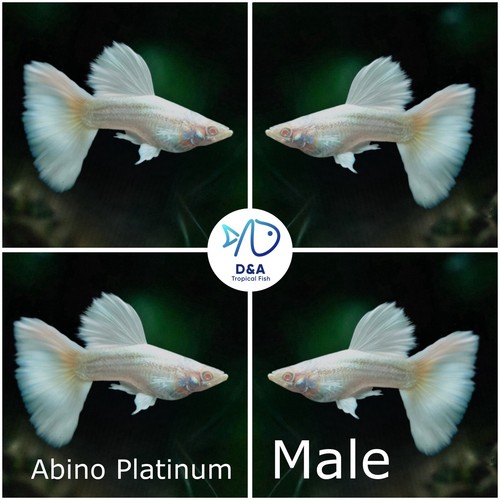 Trio live aquarium - live,