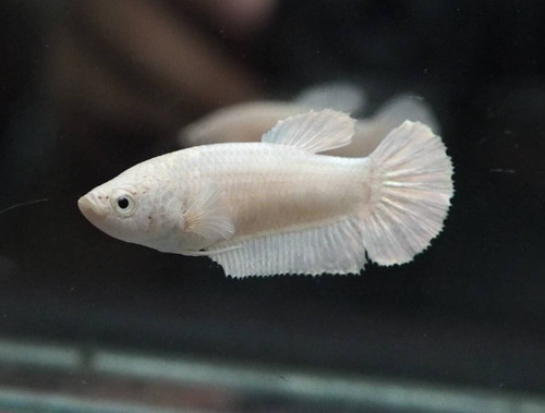 Betta fish female - betta, white