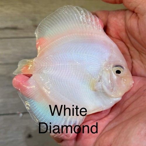 Pack 4 white - of,