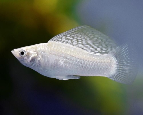 Silver sailfin white pearl - sailfin,