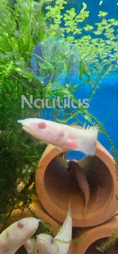 Albino senegal bichir - albino,