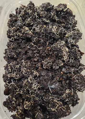 Live white worm starter/feeder
