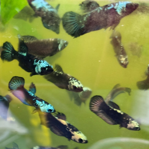 Female samurai bettas aqua - samurai,
