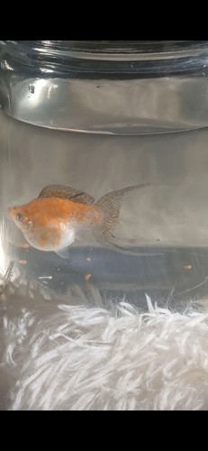 Orange white lyretail - &,