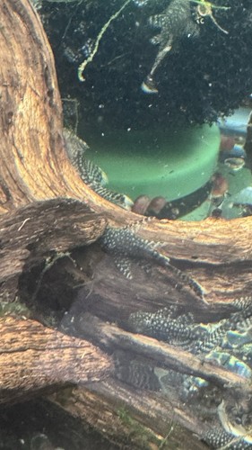 Long fin white tip - white,