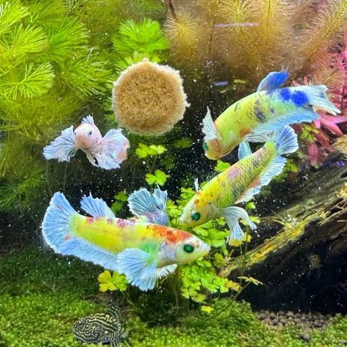 Live betta fish female - fish,