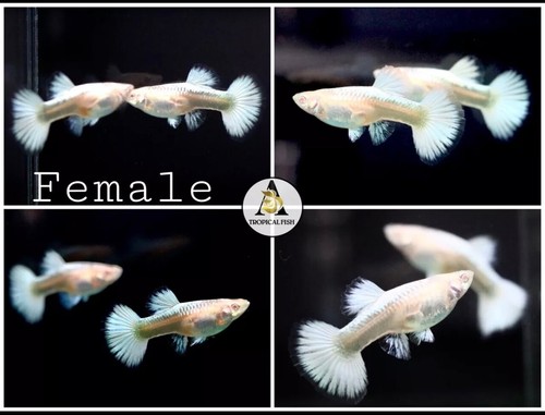 Female live aquarium guppy - aquarium,