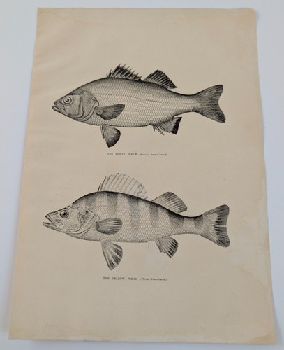 Original antique fish - original,