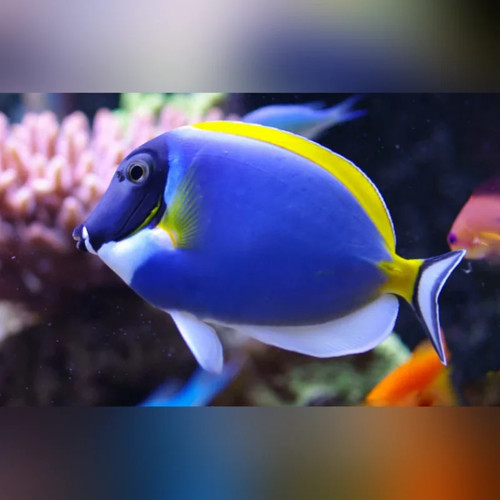 Powder blue tang live - powder,