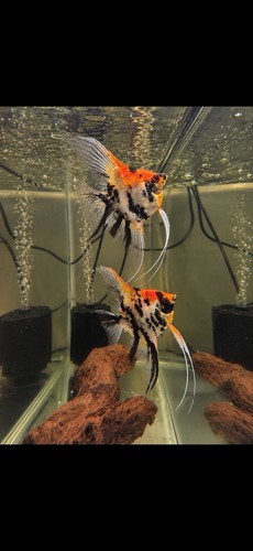 Red devil koi - koi, 🔥