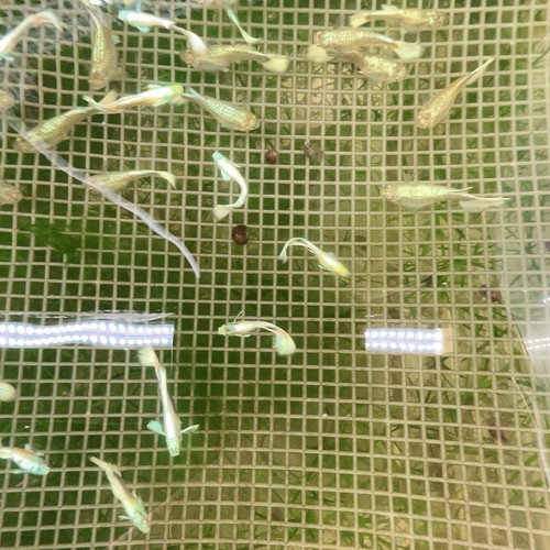 Live guppy fry german - live,