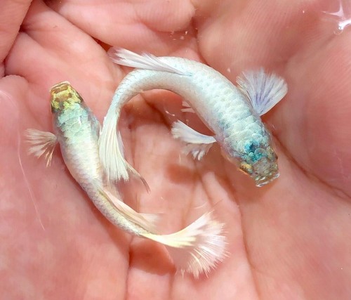 Pair live aquarium guppy - pair,