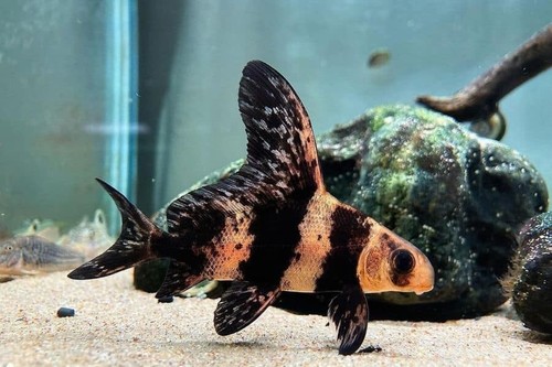 Live chinese high fin - live,