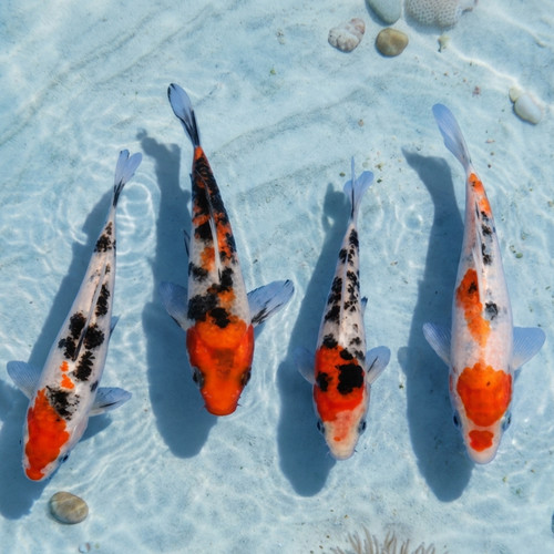 Sanke koi live fish - sanke, pond