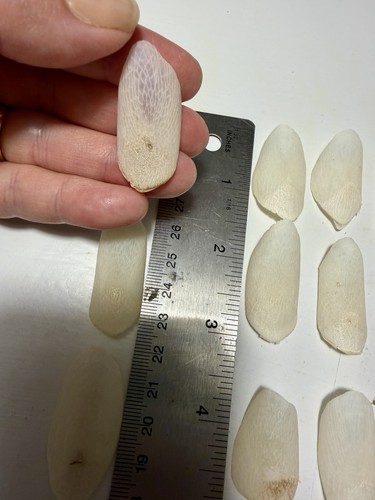 Arapaima gigas fish scales - arapaima,