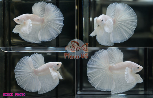 Live betta fish high quality - betta,